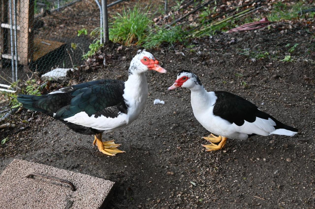 Quinta Ecologica Da Peneda Agroturismo By Peneda Ecofarm Arcos de Valdevez Kültér fotó